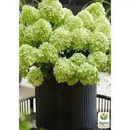 Саджанець Agro-Market Гортензія 3-х річна волотиста Petite Cherry (183337) 1 шт. в упаковці - мініатюра 2
