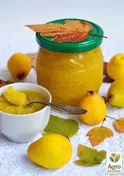 Саджанець Agro-Market Айва Відмінниця (осінній сорт, середнього терміну дозрівання) 1 шт. в упаковці (39898) - мініатюра 2