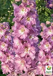 Саджанець Agro-Market Дельфініум гібридний Cherry Blossom White Bee (182206) - мініатюра 2