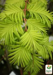Саджанець Agro-Market Метасеквоя гліптостробусова (Metasequoia glyptostroboides) С2 висота 50-70 см 1 шт. в упаковці (152272) - мініатюра 2