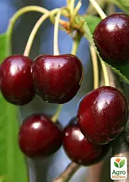 Черешня Agro-Market "Наполеон чорна" укорінена в контейнері (саджанець 2 роки) (153203) 1 саджанець в упаковці - мініатюра 3