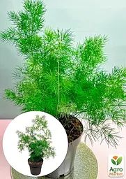 Саджанець Agro-Market Аспарагус Umbrellatus кімнатний 25-35 см 1 шт. в упаковці (179045) - мініатюра 5