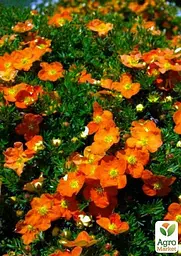 Саджанець Agro-Market Перстач Чагарникова Tangerine (49173) - мініатюра 3