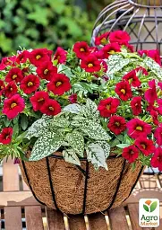 Саджанець Agro-Market Калібрахоа Calipetite Red 1 шт. в упаковці (178517) - мініатюра 2