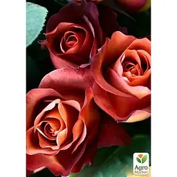 Саджанець Agro-Market Троянда чайно-гібридна Кава Брейк (клас АА +) вищий сорт (17674) 1 шт. - мініатюра 2