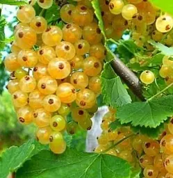 Саджанець Agro-Market Порічка (смородина) жовта Імператорська середньо-ранній термін дозрівання, високоврожайний сорт) 1 шт. в пакуванні (17541) - мініатюра 4