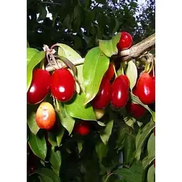Саджанець Agro-Market Кизил Видубицький (середній термін дозрівання, великоплідний сорт) 1 шт. в упаковці (35873) - мініатюра 3