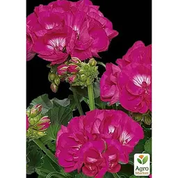 Саджанець Agro-Market Пеларгонія зональна Flower Fairy Berry (180057) 1 шт. в упаковці - мініатюра 2