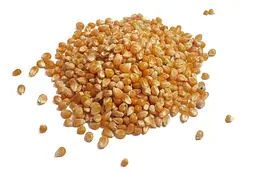 Кукурудза для попкорну