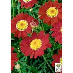 Саджанець Agro-Market Аргірантемум La Rita Scarlet (контейнер №10 висота 15 см) (177076) 1 шт. в упаковці - мініатюра 2