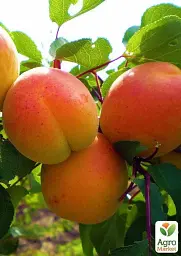 Саджанець Agro-Market Абрикос Наслаждение (літній сорт, середньо-пізній термін дозрівання) 1 шт. в упаковці (46280) - мініатюра 2