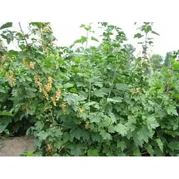 Саджанець Agro-Market Порічка (смородина) жовта Імператорська (середньо-ранній термін дозрівання, високоврожайний сорт) 1 шт. в упаковці (17541) - мініатюра 4