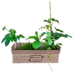 Саджанець Agro-Market Виноград дівочий тріостренний Veitchii С2 висота 40-90 см (61505) - мініатюра 3