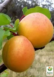 Саджанець Agro-Market Абрикос Буревісник 1 шт. в упаковці (15762) - мініатюра 2