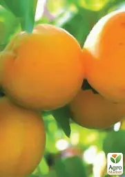 Саджанець Agro-Market Абрикос Голд Рич (літній сорт, середній термін дозрівання) 1 шт. в упаковці (25774) - мініатюра 2