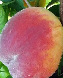 Саджанець Agro-Market Персик Кондор (літній сорт, середній термін дозрівання) (35991) 1 шт. в упаковці - мініатюра 4