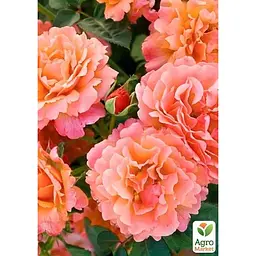 Троянда англійська Agro-Market Avgusta Luise 1 шт. в упаковці (17393) - мініатюра 2