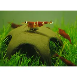 Декорація для креветок Aqua Nova Star Shrimp 50 мм (N-30012) - мініатюра 2
