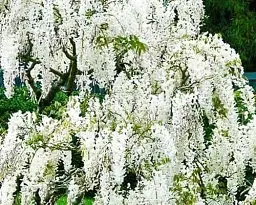 Гліцинія Agro-Market White Nights біла 1 саджанець в упаковці (38035) - мініатюра 2