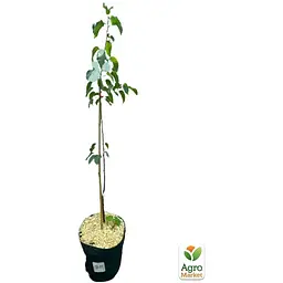 Саджанець Agro-Market Груша Киргизька вкорінена в контейнері (саджанець 2 роки) (101879) - мініатюра 4