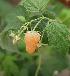 Саджанець Agro-Market Малина Помаранчеве диво 2 шт. в пакуванні (43963) - мініатюра 3