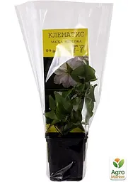 Саджанець Agro-Market Клематис Matka Siedliska (15865) - мініатюра 2