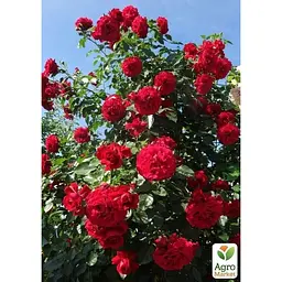 Троянда плетиста Agro-Market Grand Award саджанець класу АА+ вищий сорт 1 шт. в упаковці (178147) - мініатюра 2