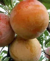 Саджанець Agro-Market Алича Байрон Голд (осінній сорт, пізній термін дозрівання) (39997) 1 шт. в упаковці - мініатюра 3