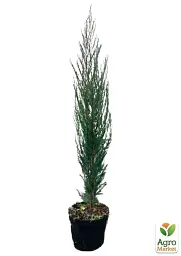 Саджанець Agro-Market Ялівець скельний Blue Arrow С10 висота 120-140 см 1 шт. в упаковці (176725) - мініатюра 4
