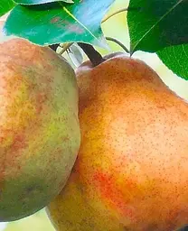 Саджанець Agro-Market Груша Киргизька (зимовий сорт, пізній термін дозрівання) (40016) 1 шт. в упаковці - мініатюра 2