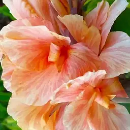 Канна «Apricot Dream» (190732) 1 шт