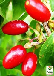 Саджанець Agro-Market Кизил Володимирський (середній термін дозрівання, великоплідний сорт) 1 шт. в пакуванні (35874) - мініатюра 2
