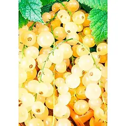 Саджанець Agro-Market Порічка (смородина) жовта Імператорська (середньо-ранній термін дозрівання, високоврожайний сорт) 1 шт. в упаковці (17541) - мініатюра 2