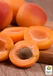 Саджанець Agro-Market Абрикос Флейвор Кот (літній сорт, пізній термін дозрівання) 1 шт. в упаковці (44000) - мініатюра 3