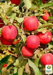 Саджанець Agro-Market Яблуня Власта (літній сорт, середній термін дозрівання) 1 шт. в упаковці (177327) - мініатюра 2