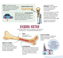 Скелети і кістки. Енциклопедія з віконцями - Ганна Булгакова - мініатюра 6