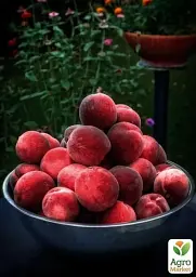 Саджанець Agro-Market Персик червоно-вишневий Королівський (Royal) (англійська селекція, преміальний великоплідний сорт) 1 шт. в упаковці (39942) - мініатюра 5