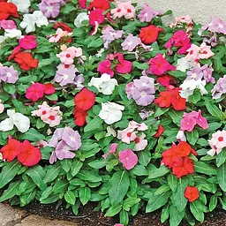 Насіння Барвінок “Перший поцілунок” GL Seeds 0,1 г - мініатюра 2