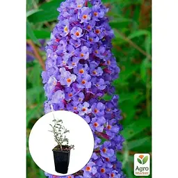 Саджанець Agro-Market Буддлея Давида 3х річна Empire Blue С2 (102083) 1 шт. в упаковці - мініатюра 3