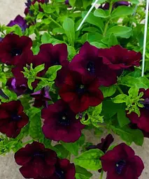 Сурфінія Burgundy (контейнер №10 висота 10-15 см) Agro-Market 1 саджанець в упаковці (47997) - мініатюра 2