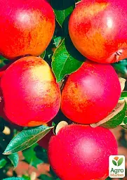 Саджанець Agro-Market Яблуня Джонатан (зимовий сорт, пізній термін дозрівання) 1 шт. в упаковці (25650) - мініатюра 2