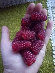 Саджанець Agro-Market Малиново-ожиновий гібрид Тайберрі (Tayberry) ранній термін дозрівання, слабошипний сорт) 1 шт. в пакуванні (43047) - мініатюра 2