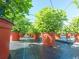 Агротканина захисна накривна FLO, 1,6х10 м, 70 гр/м² (91046) - мініатюра 8