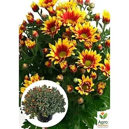 Саджанець Agro-Market Хризантема Садова Ciotat (висота 30-50 см) (175008) 1 шт. в упаковці - мініатюра 4