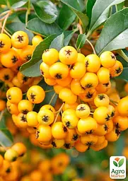 Саджанець Agro-Market Піраканта (жива огорожа) Golden Charmer (178644) - мініатюра 3