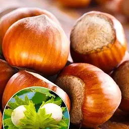 Саджанець Agro-Market Фундук Галле (середній термін дозрівання, перехресне запилення, садити по 2 шт) (24610) 1 шт. в упаковці - мініатюра 2