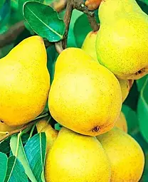 Саджанець Agro-Market Груша Лимонка (літній сорт, ранній термін дозрівання) (15782) 1 шт. в упаковці - мініатюра 2