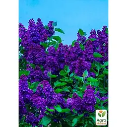 Саджанець Agro-Market Бузок темно-фіолетовий Магія планети (Magic of the planet) (24008) 1 шт. в упаковці - мініатюра 2