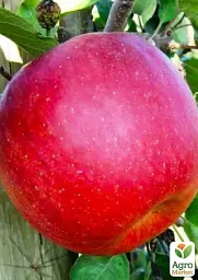 Саджанець Agro-Market Яблуня Чемпіон Арно (зимовий сорт, пізній термін дозрівання) 1 шт. в упаковці (23460) - мініатюра 2