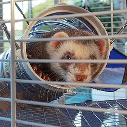 Двоповерхова клітка Ferplast Furet Tower для тхорів на колесах - мініатюра 12